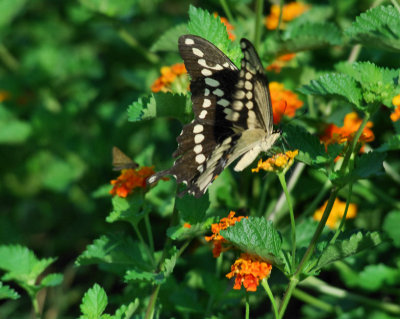 Weeds Butterflies and Spider Webs