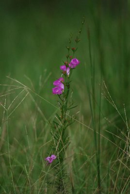 A Tiny Bloom In The Weeds