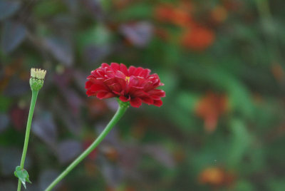 In The Garden
