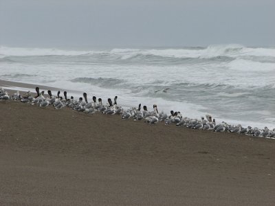 Pelicans  Gulls  Beach IMG_0173.jpg
