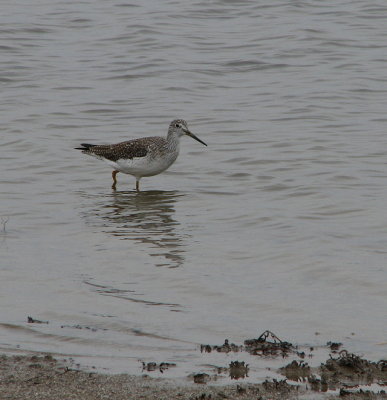Greater Yellowlegs IMG_0159.jpg