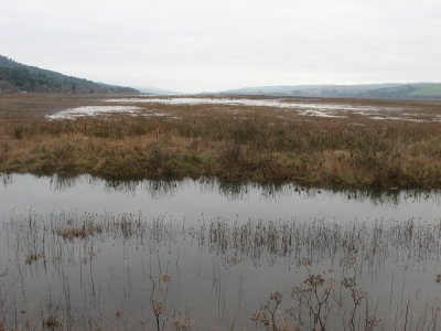 Tomales Bay Marsh looking for Rails IMG_0152.jpg