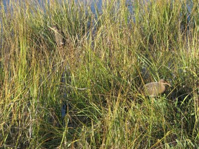 2 Clapper Rails Arrowhead Marsh IMG_0020.jpg