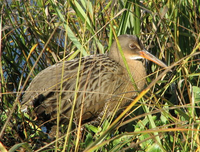 Clapper Rail Arrowhead Marsh 2 IMG_0030.jpg
