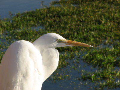Great Egret close IMG_0104.jpg