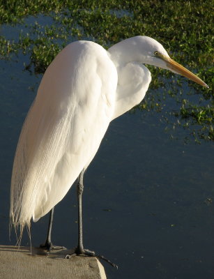 Great Egret Searching IMG_0103.jpg