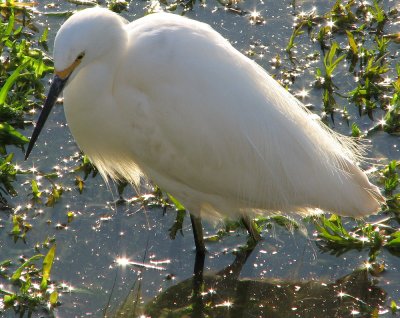 Snowy Egret at Martinez IMG_0109.jpg