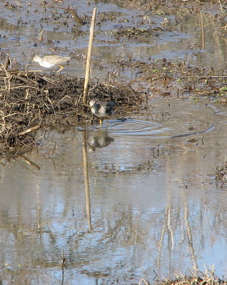 Greater  Lesser Yellowlegs IMG_0213.jpg