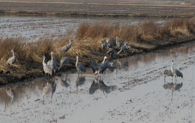 Sandhill Cranes IMG_0223.jpg