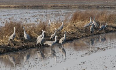 Sandhill Cranes IMG_0225.jpg