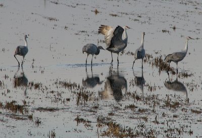 Sandhill Cranes IMG_0230.jpg
