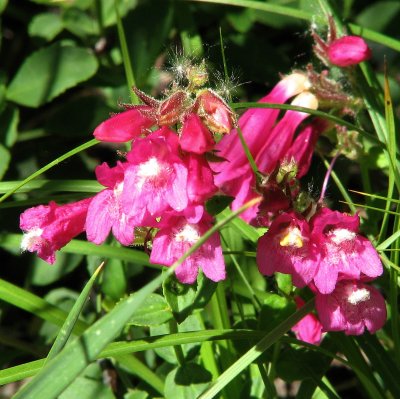 Red Flower IMG_0656.jpg