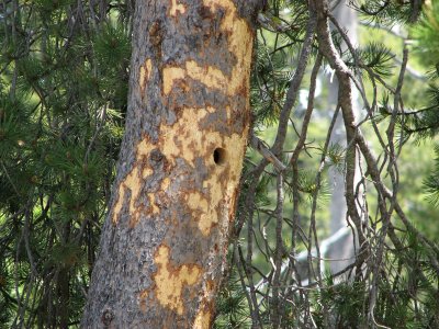 Black-backed Woodpecker Nest Hole IMG_0677.jpg