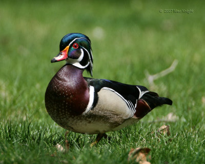 wood duck male2 Sportsmans Park