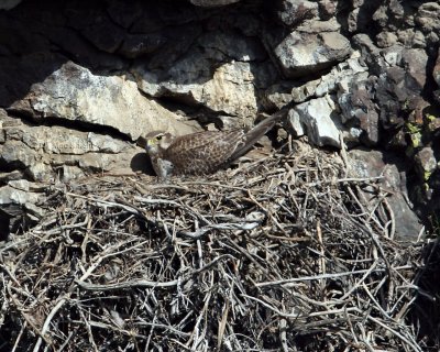 Prairie Falcon female on nest