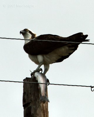 osprey with fish Wenas Lake-2