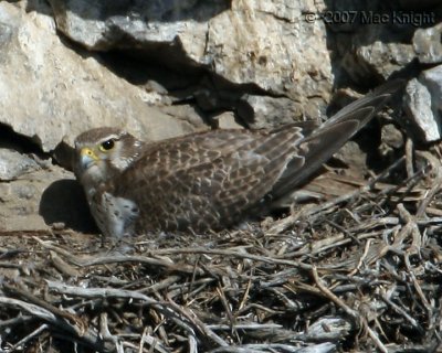 Prairie Falcon female on Nest-1