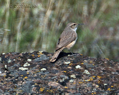 rock wren