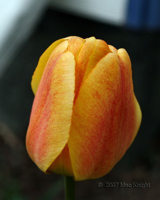tulip 2-color