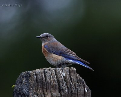 western bluebird female Wenas