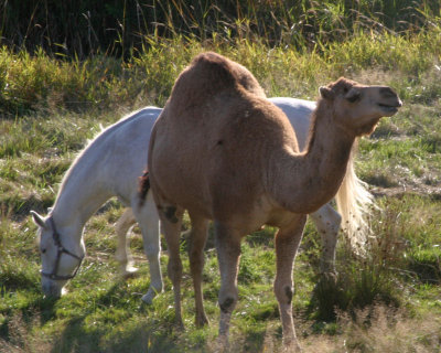 Camel on San Juan Island