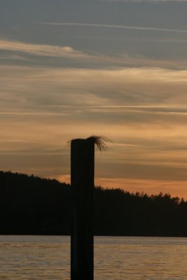 Sunset and a nest