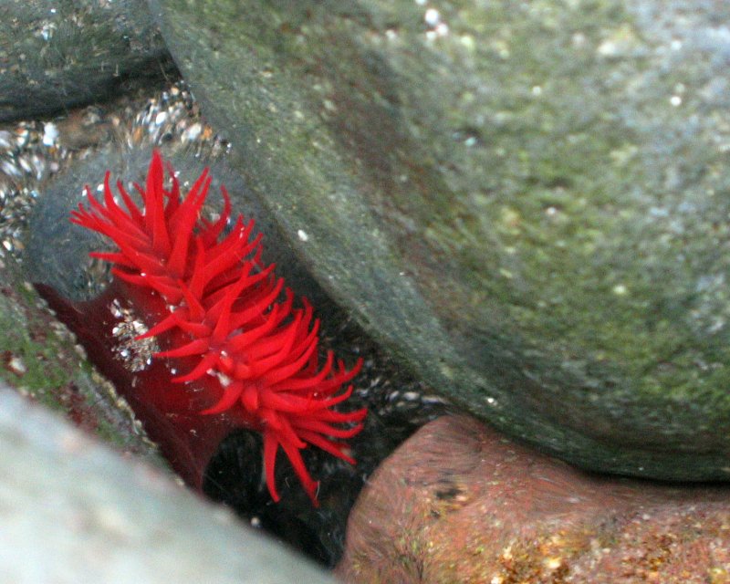 Anemone