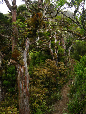 Gnarled trees 1, Taranaki