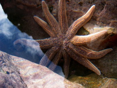 Starfish