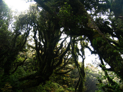 Taranaki trees