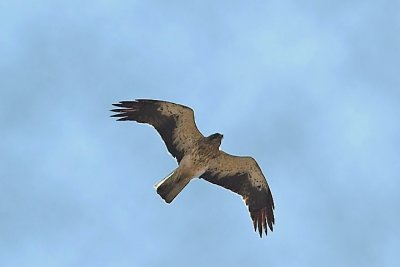 Booted eagle.jpg