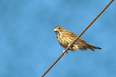 Corn bunting.jpg