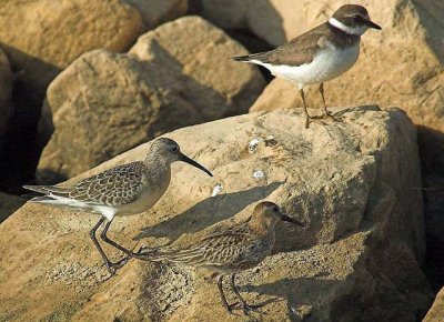 Curlew sand , Dunlin and Ringed plover.jpg