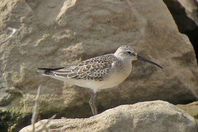 Curlew sandpiper.jpg