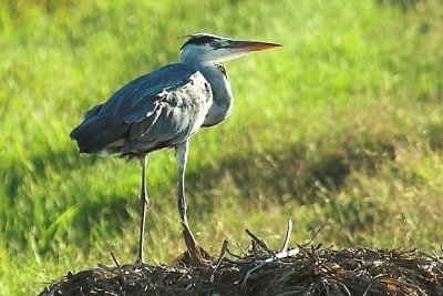 Gray heron.jpg