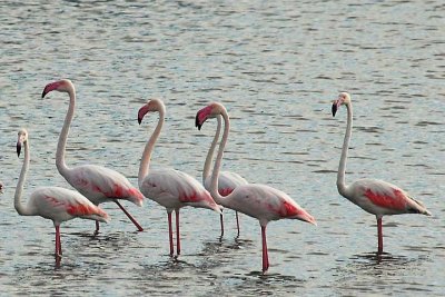 greater flamingoes 2.jpg