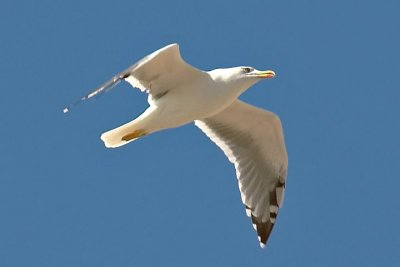 Yellow-legged gull.jpg