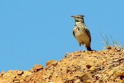 Crested lark.jpg