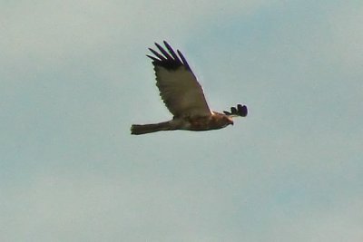 Western marsh-harrier.jpg