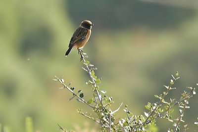 Stonechat.jpg