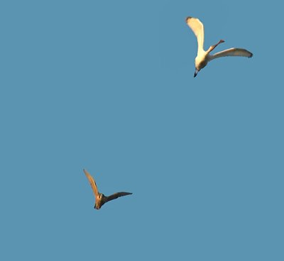 Peregrine chasing Spoonbill.jpg