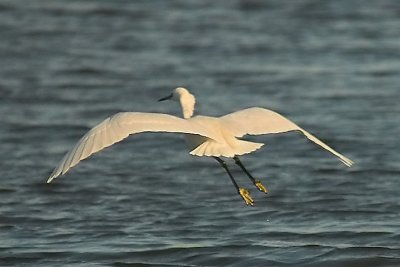 Little egret.jpg