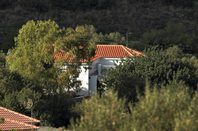 House in the trees.jpg