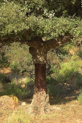 Cork tree.jpg