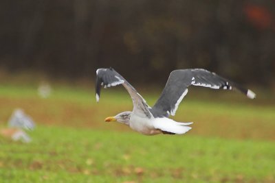 LBB Gull, Saxon St.