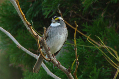White-thr. sparrow, at home