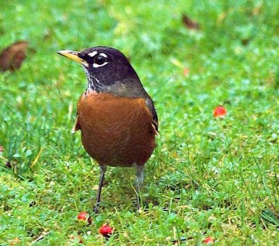 Am. robin, at home
