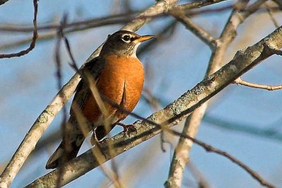 Am. robin 2