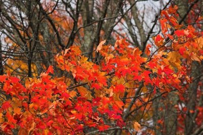 Maples, Fred Thomas Rd.