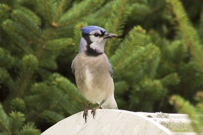 Blue jay, at home